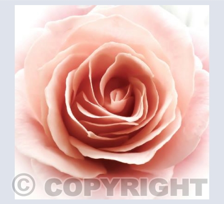 Perfect Rose
