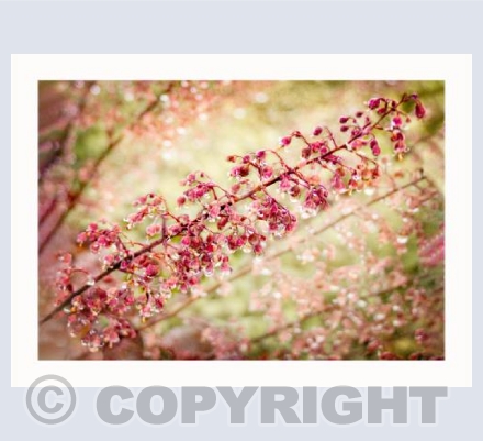 Huerchera in the Rain