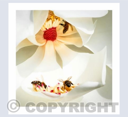 Strawberries and Cream