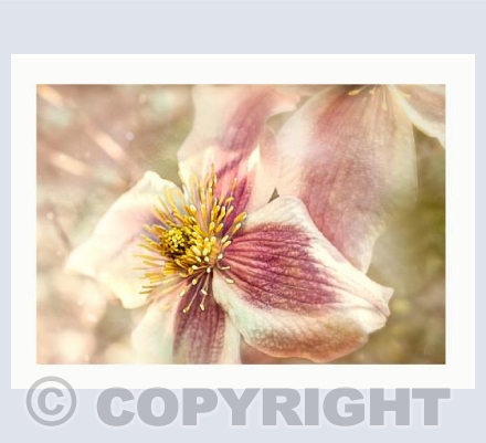 Aged Clematis