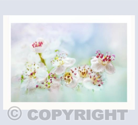 Blossom Raindrop Blue