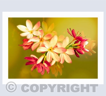 Peach and Green Light