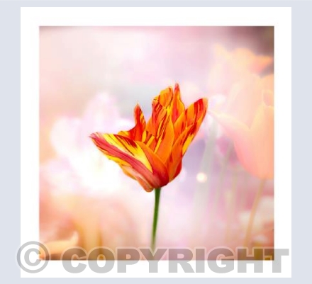 Just a Tulip