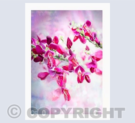Pink Broom