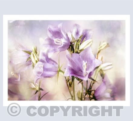 Dusky Campanula
