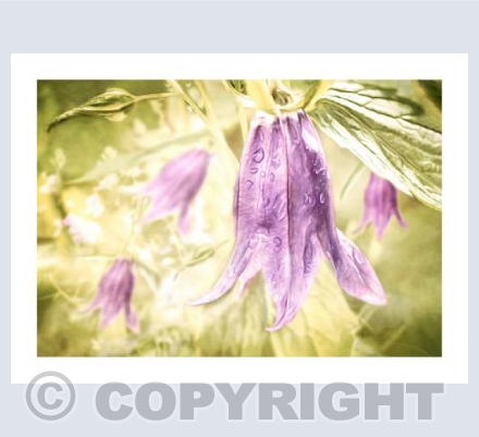 Canterbury Bell Glow