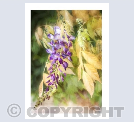 Wisteria
