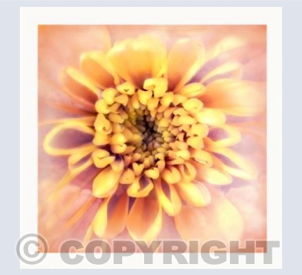 Chrysanthemum