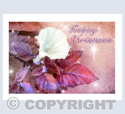 Dusky Maiden Christmas