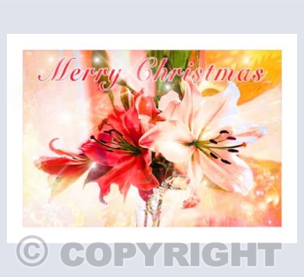 Golden Lily Christmas