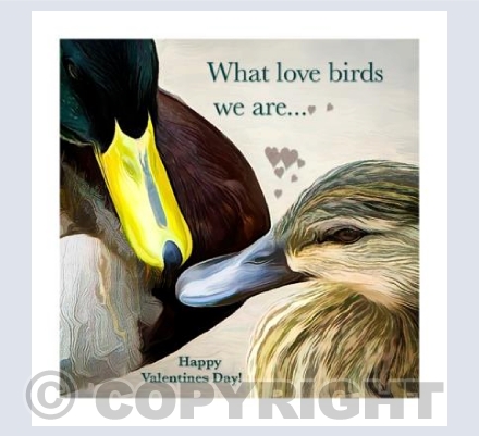 Kissing ducks Valentines