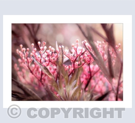 Pink Elderflower