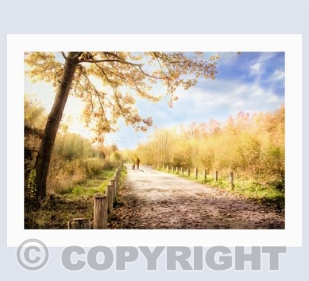 Sunlit Walk