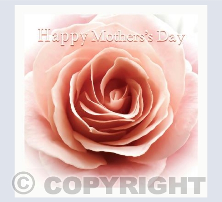 Perfect Rose Mother's day