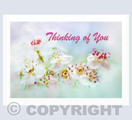 Blossom Raindrop - Thinking of You