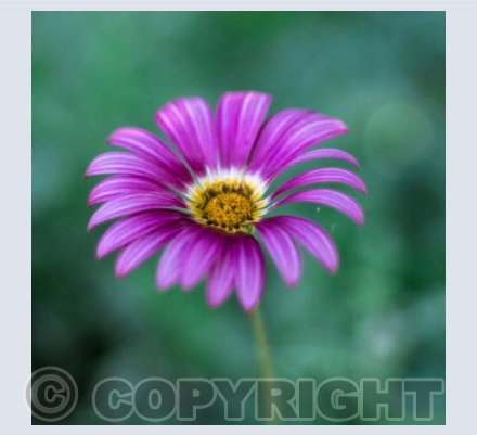 Purple Touch