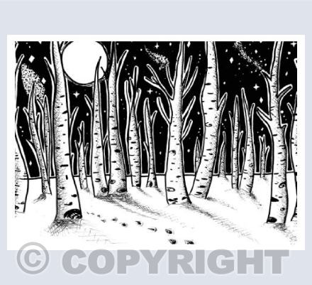 Silver Birches by Moonlight