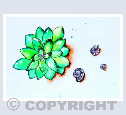 Succulent and Shells