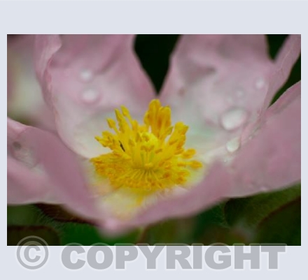 Pink Flower 1