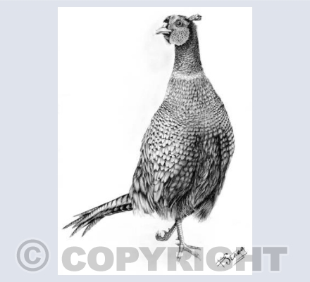 Pheasant