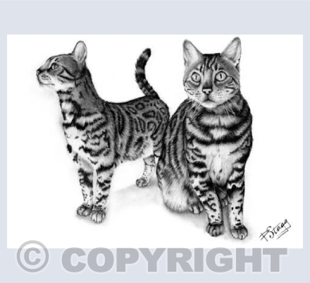 Cats