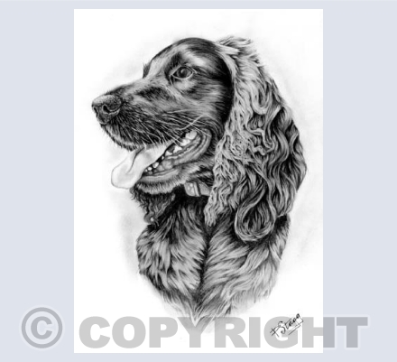 Spaniel