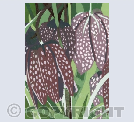 Fritillaries