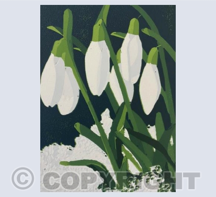 Snowdrops