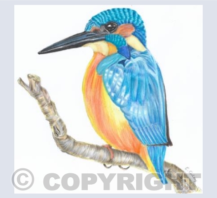 'Kingfisher'