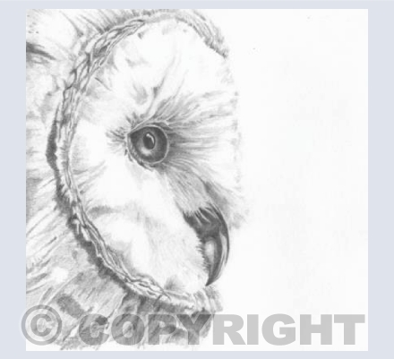 'Cotswold Owl'