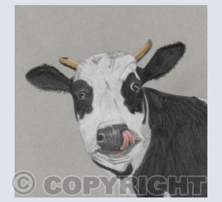'Cotswold Cow'