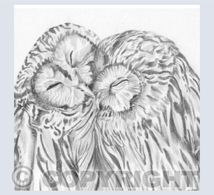 'Love Birds'