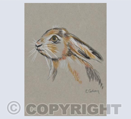 'Little Brown Hare'