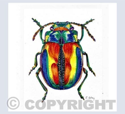 'Bright Beetle'