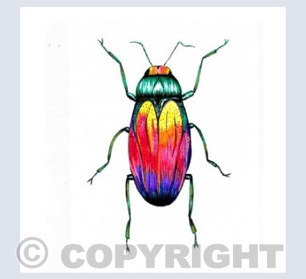'Colourful Bug'
