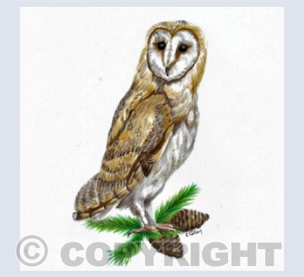 Ban Owl & Pine Cones