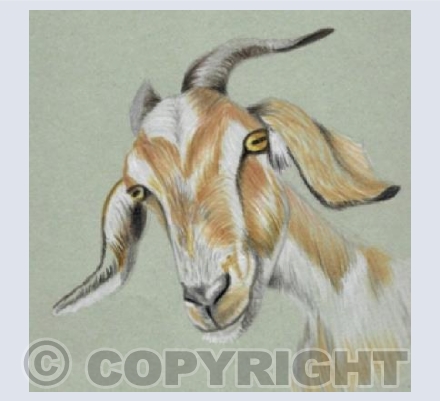 Cotswolds Goat