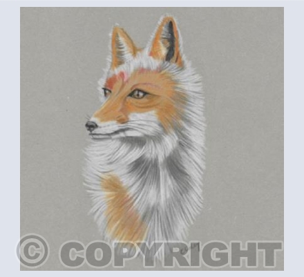 Cotswold Fox