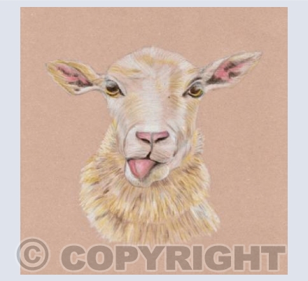 Cotswolds Sheep