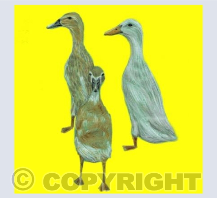 Farmyard Collection DUCKS