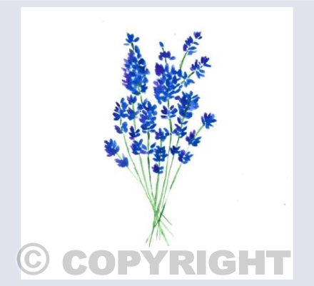 Cottage Garden LAVENDER