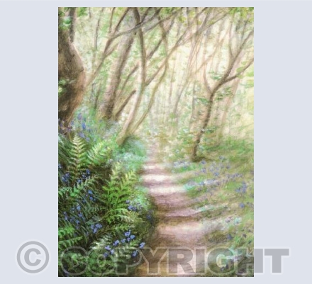 Bluebells through the Woods