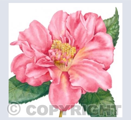 Pink Camellia