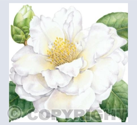 White Camellia