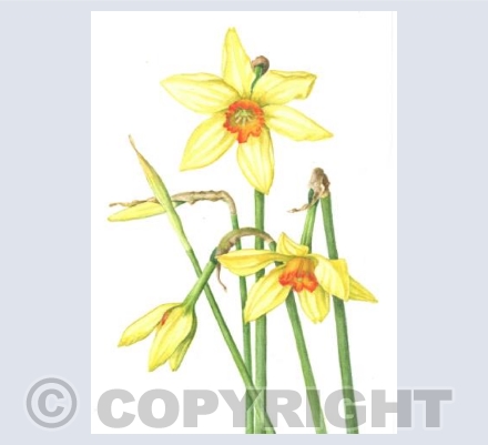 Narcissus 'Bath's Flame'