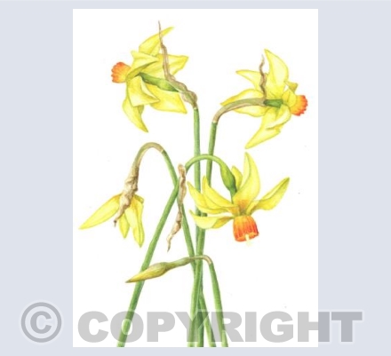 Narcissus 'Beryl'