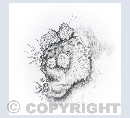 Stowerhead Lichen Study