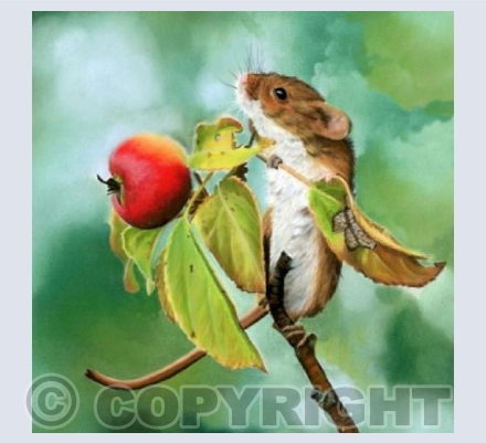 Harvest Mouse and Apple