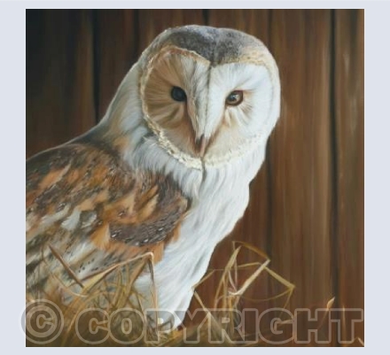 Snug Barn Owl