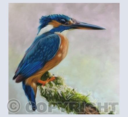 Kingfisher